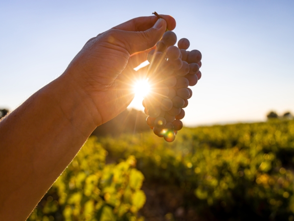 Pignans le viager comme alternative à la vente classique