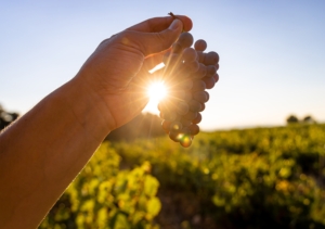 Pignans : le viager comme alternative à la vente classique